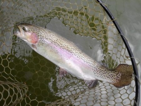 大安トラウトレイク 釣果